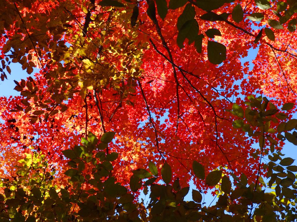 Leaves changing colors